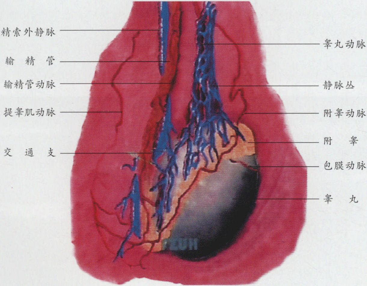 睾丸和附睾的内部结构-泌尿科学-医学